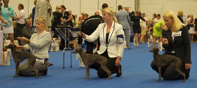 House Of Hounds - World Dog Show 2014