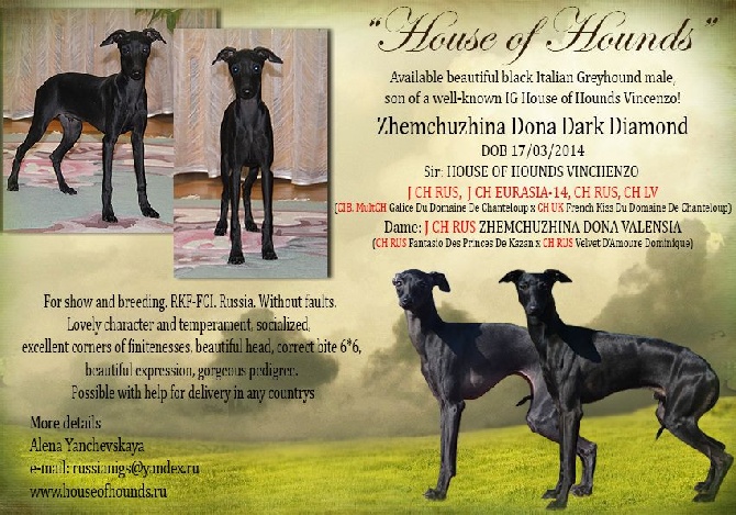 House Of Hounds - À vendre mâle noir, fils House of Hounds Vincenzo!