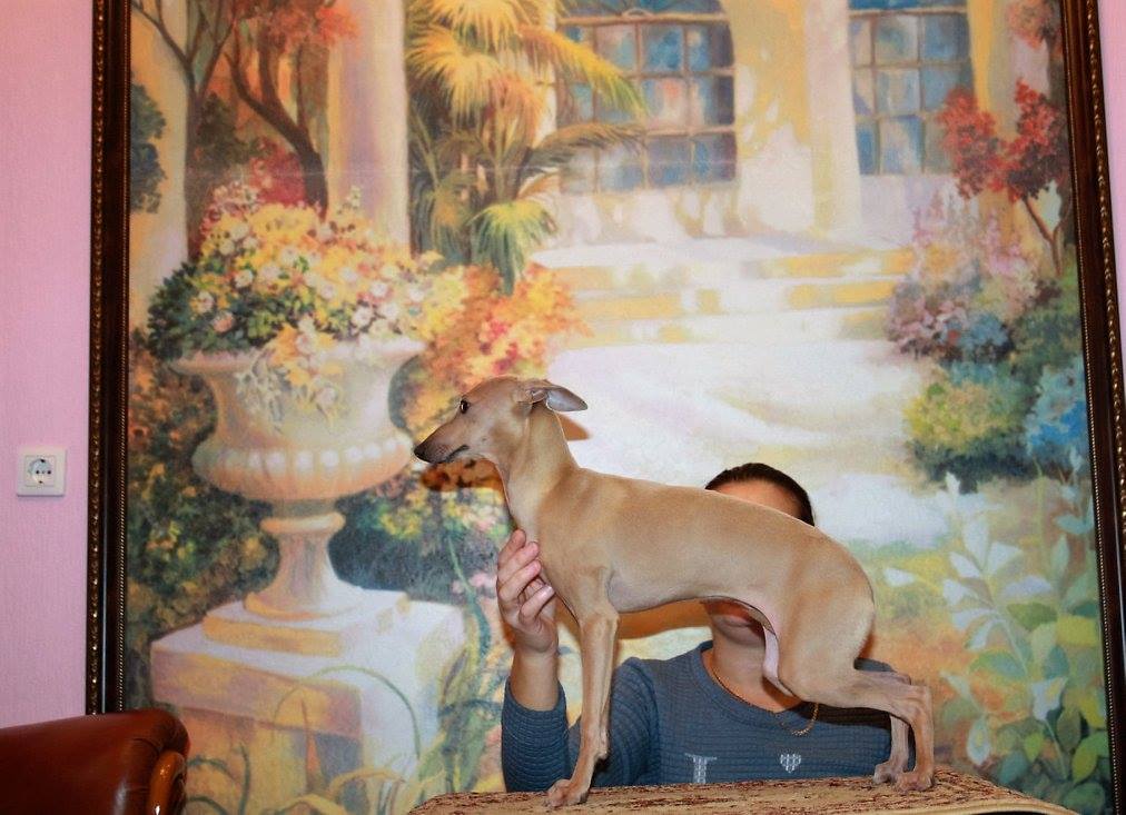 CH. House Of Hounds Ultra