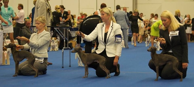 World Dog Show 2014