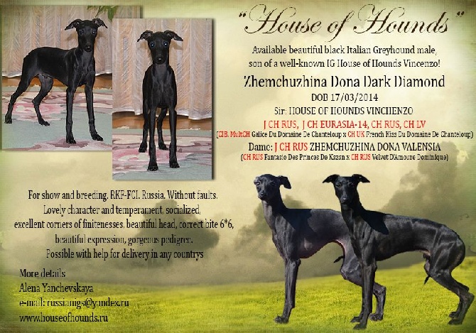 À vendre mâle noir, fils House of Hounds Vincenzo!